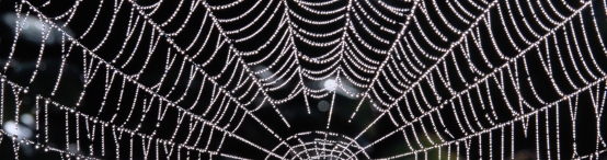 photo of section of an intricate spider web