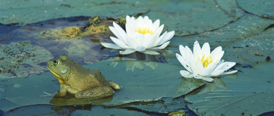 Photo of lilypads with white flowering blooms and a bullfrog sitting peacefully